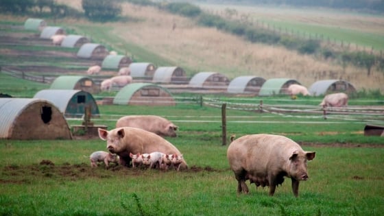 Animal Feed From Food Waste Process