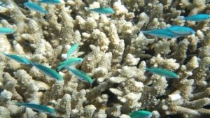 What Does Pollution Do To The Great Barrier Reef coral