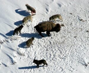 wildlife aerial drone view