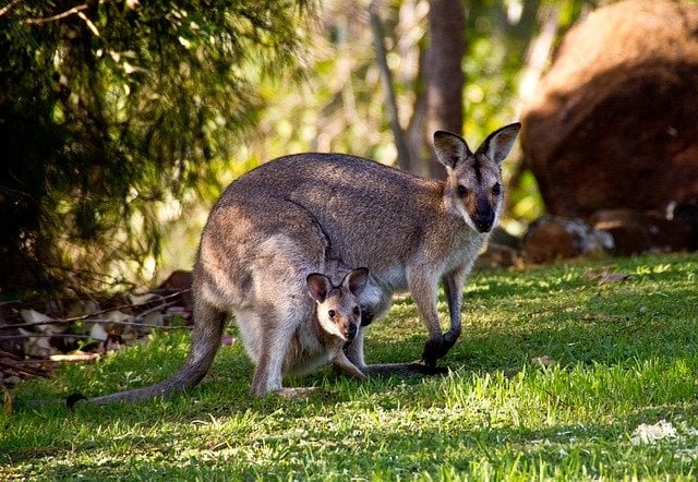 a wallaby with its young