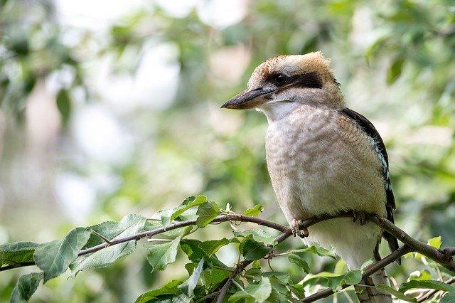 waste expo australia - kookaburra