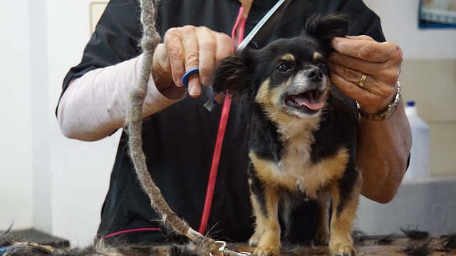 Disposal Of Waste In A Dog Grooming Salon Maintaining Cleanliness