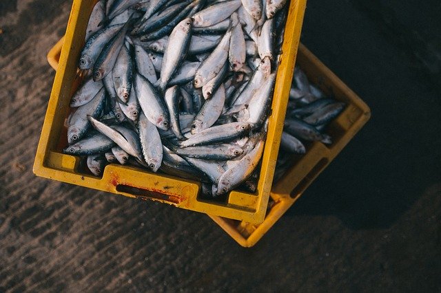 fish market waste management - box of fishes