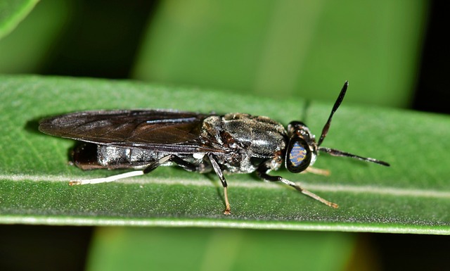 a black soldier fly that can be used for waste management purposes