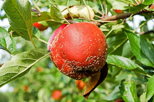 how to stop fruit flies in food bins - apple