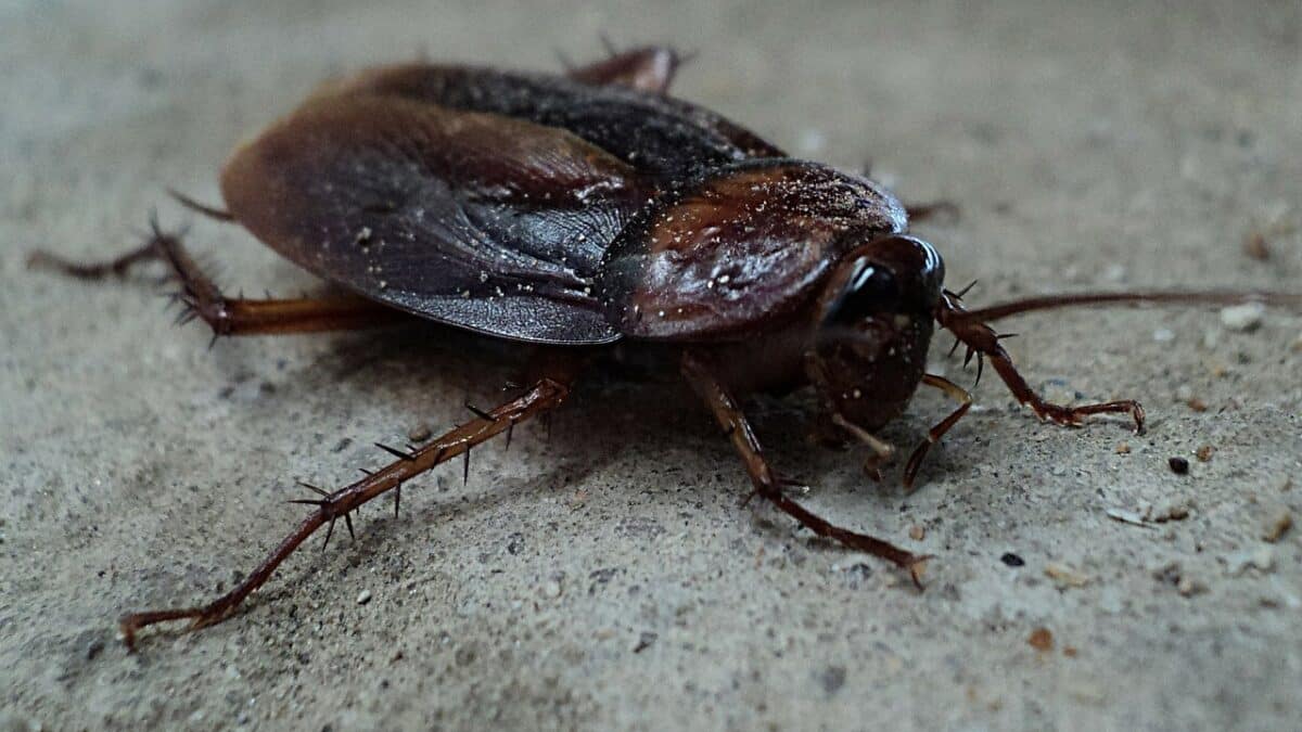 China using cockroaches for food waste