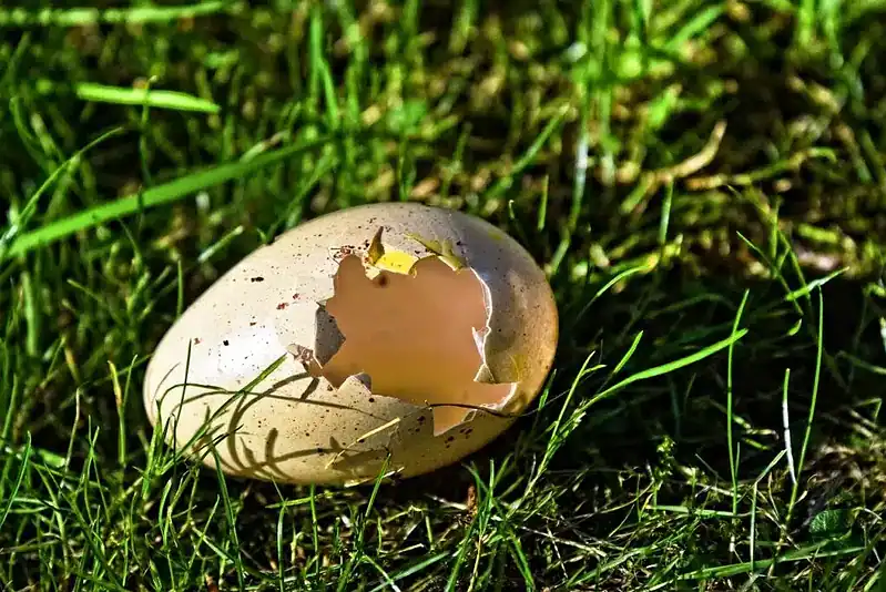 are egg shells recyclable