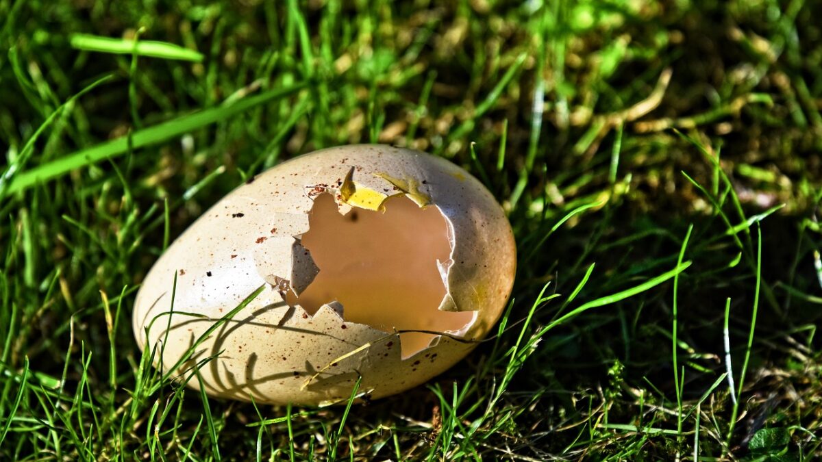 are egg shells recyclable?