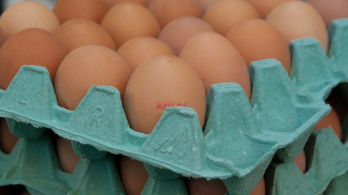 Can Egg Cartons Be Recycled? Bringing You 'Eggciting' News! ♻️