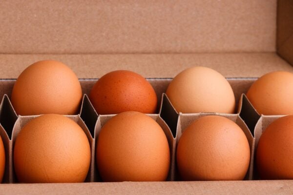 egg carton