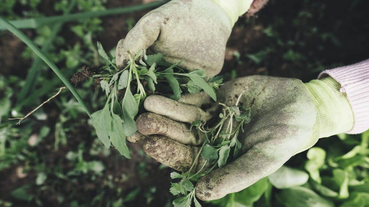 where to dispose of fertiliser for free