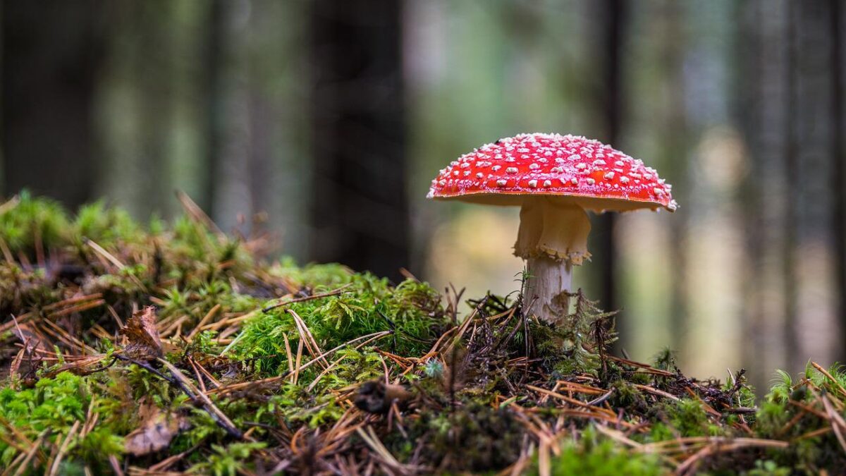 mushroom packaging: a picture of a mushroom