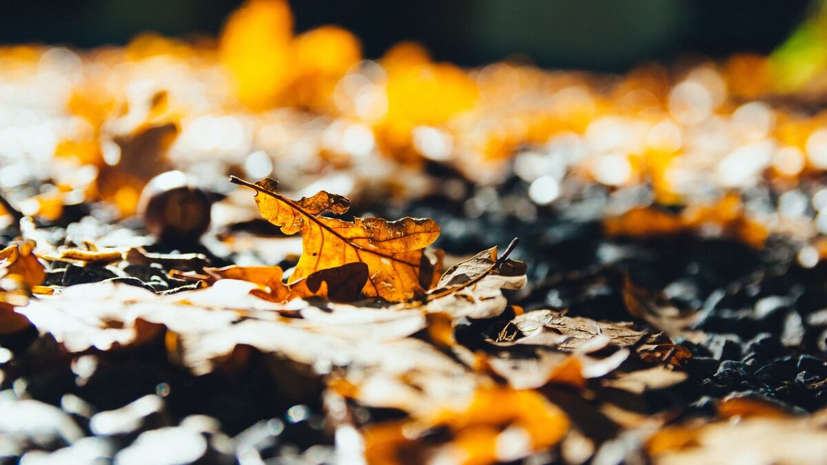 make paper from leaves - fallen leaves