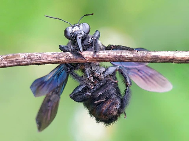 larvae food waste black soldier fly