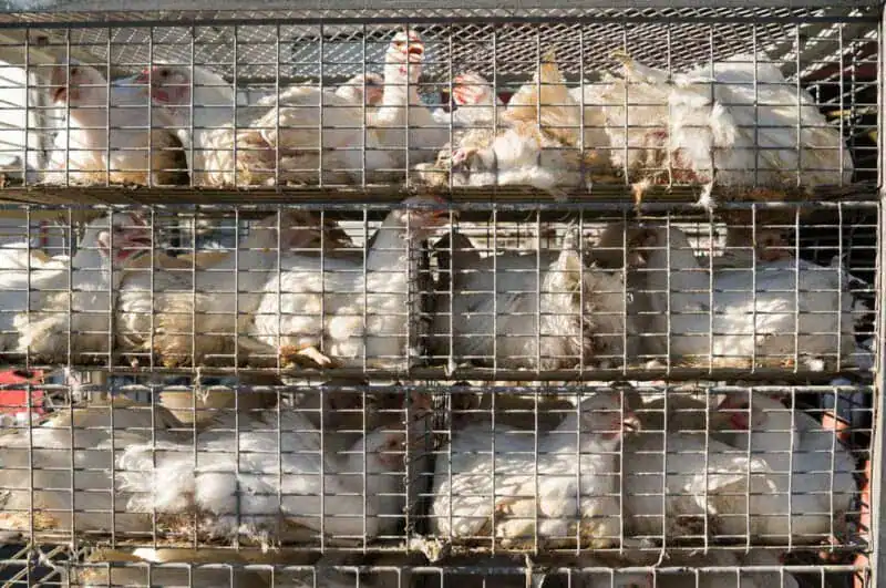 chicken feathers waste management